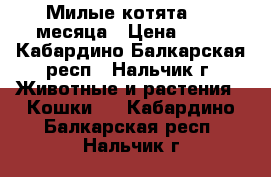Милые котята 1,5 месяца › Цена ­ 10 - Кабардино-Балкарская респ., Нальчик г. Животные и растения » Кошки   . Кабардино-Балкарская респ.,Нальчик г.